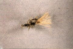 K37 - Ken's Guppy - 2 for $5